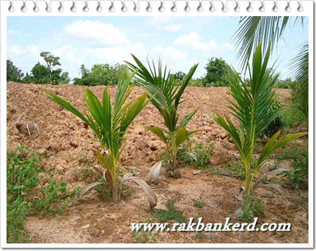 Plant/1647_1.jpg
