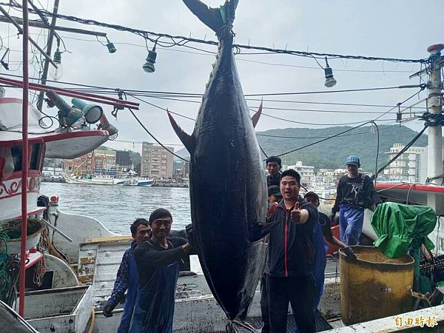 蘇澳籍漁船再發668號捕獲的黑鮪今天返港卸魚，確認蘇澳第一鮪，也是全國第一鮪。(記者江志雄攝)