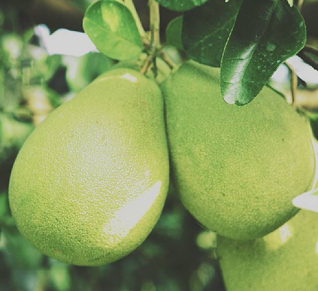 ▲老欉文旦結果雖較小，但果肉細緻香甜美味！（圖/奧丁丁市集）