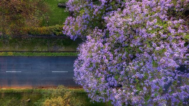 This aerial photo, taken on Oct. 4, 2016, shows blooming jacaranda flowers in Luanshya, Zambia. (Photo by Chen Wenchang/Xinhua)