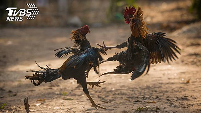 鬥雞衝進觀眾群不慎殺死主人。（示意圖／shutterstock 達志影像）