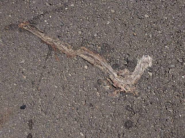 眼鏡蛇慘遭「路殺」壓扁。(米諾斯提供)