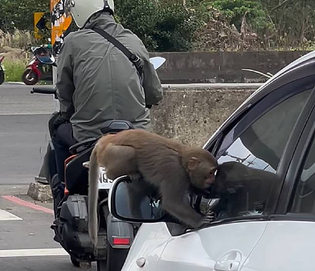 猴子隔著車窗朝駕駛座猛盯。圖：翻攝自桃園爆報（二）