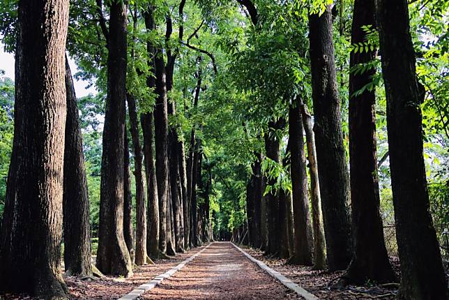 茂管處線上遊茂林專區推出新威森林公園森呼吸單元，圖為風景優美最受遊客歡迎的桃花心木步道。     （記者鄭伯勝攝）