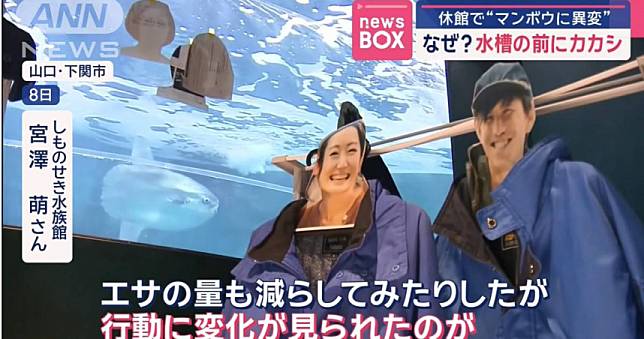 社畜楷模？日水族館翻車魚因「整修停業」抑鬱厭食　擺滿「假遊客」後恢復精神了！