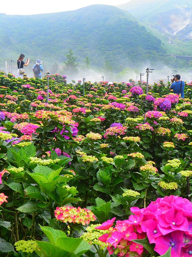 竹子湖繡球花海浪漫破表    13處農園奼紫嫣紅美到7月