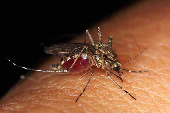 專家表示蚊子飛行高度可達150公尺，住高樓層也可能被蚊子入侵。（示意圖，取自pixabay）