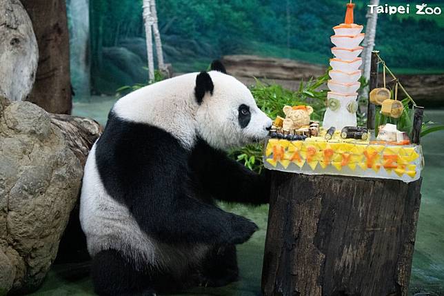 大貓熊圓仔過10歲生日，享用特製蛋糕。（翻攝自台北市立動物園臉書）