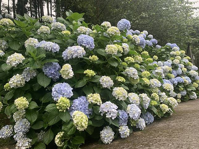 繡球花正開　苗栗南庄本週好出遊