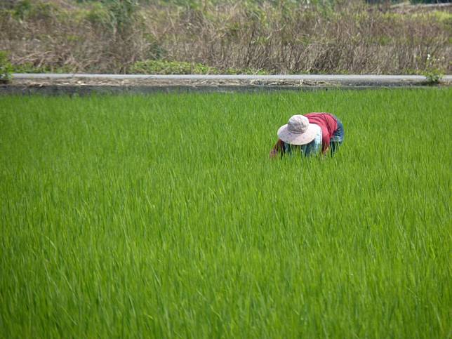 去年受到颱風及病蟲害影響，造成水稻大幅減產，農業部今(26)日表示，去(112)年2期作收入保險，理賠金額共8.4億元，有效填補農民經營損失。（示意圖） 圖：農糧署／提供