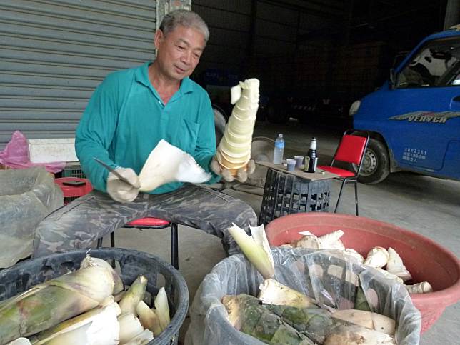 新化區蔬菜產銷班第三班班長陳基旺剖筍子功夫迅速。（記者張淑娟攝）