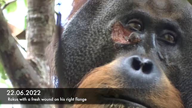 紅毛猩猩拉庫斯右眼下方受傷，之後以藥草自行塗敷。取自Isabelle Laumer頻道