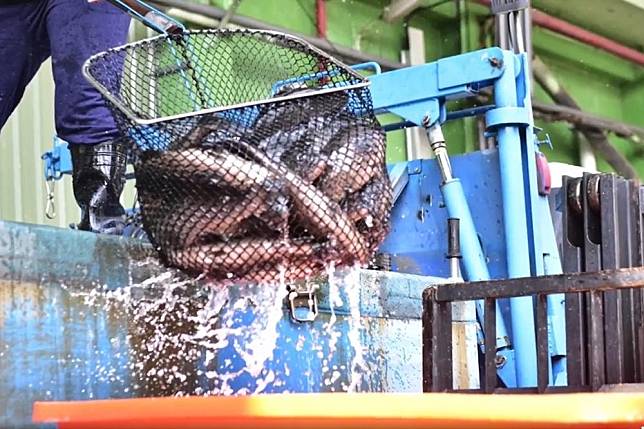 屏東石斑魚外銷日本喊卡，縣長潘孟安表示過程中的確有紛擾。（擷取自潘孟安臉書）