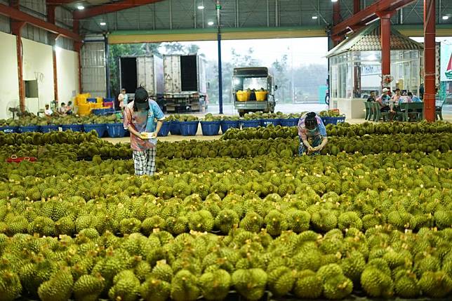 Staff members label durians to be exported to China at a durian processing plant in Dak Lak province, Vietnam, Sept. 15, 2023. (Xinhua/Hu Jiali)