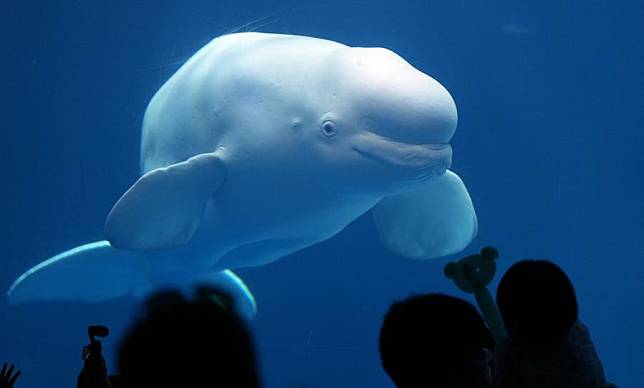 Tourists look at a white whale at Sunasia Ocean World in Dalian, northeast China's Liaoning Province, May 22, 2024. Various scenic spots in Dalian have seen surging tourists as the coastal city reaches the peak of its tourism season. (Xinhua/Zhang Lei)