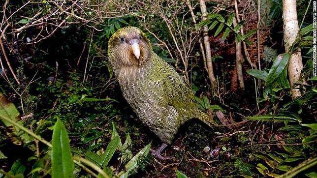 kakapo-new-zealand-1