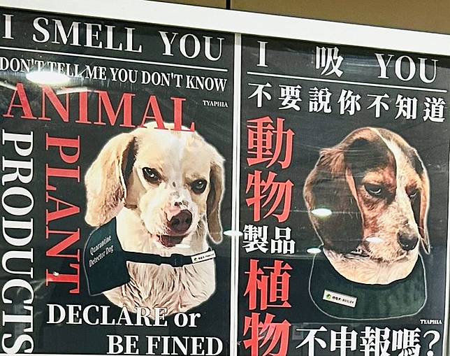台灣機場的檢疫犬文宣，近日在台灣、日本上群引發討論。（翻攝自X平台／@bonkuretaiwan）