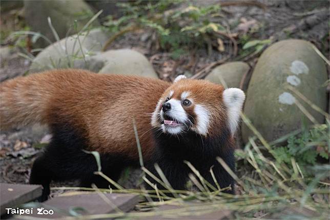 台北市立動物園結合小貓熊與中秋節規劃系列活動。圖／翻攝自臺北市立動物園