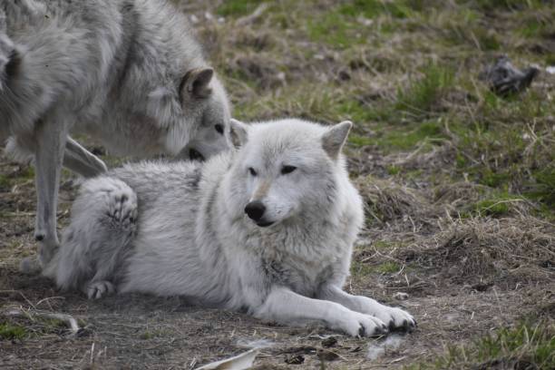 狼犬混血的寵物結合了狼的野性和犬的溫順。示意圖:istockphoto