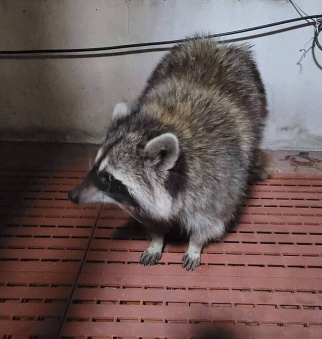 一隻外來種小浣熊出現在三星鄉一間教堂邊屋簷下，直接跑到住家陽台摳門要食物，吃完飼料就跑掉了。（擷取三星大小事）