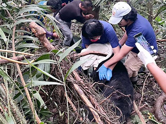 台灣黑熊受困套索，崁頂村民巡護發現及時救援，也是台灣黑熊生態服務給付方案以來的通報首例。（記者鄭錦晴翻攝）