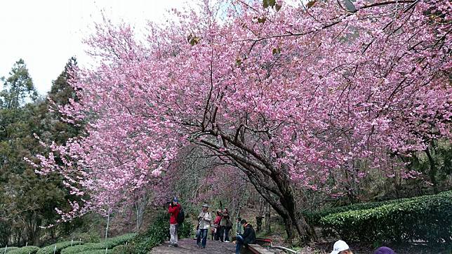 武陵農場櫻花季。（中華旅行社提供）