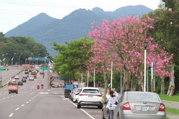 大度路三段往淡水方向美人樹吸引民眾拍照。 圖：台北市政府工務局公園路燈工程管理處／提供