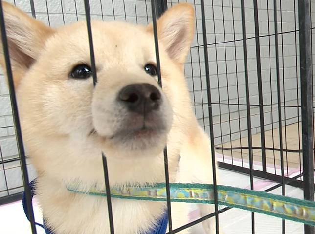新竹縣動物保護防疫所辦理柴犬認養活動，吸引兩百位民眾到場抽籤。