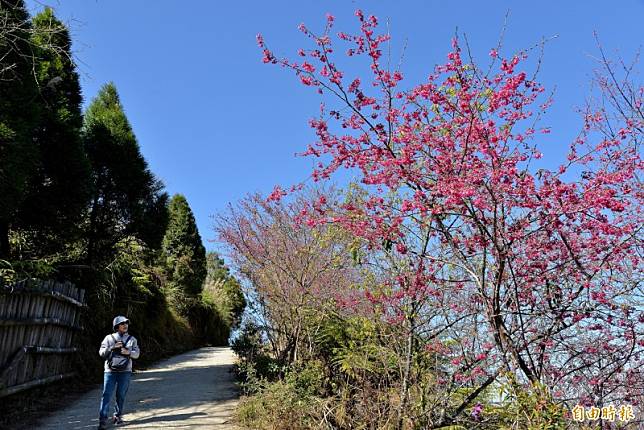 桃源寶山二集團櫻花公園的山櫻花已綻放約7成。(記者許麗娟攝)