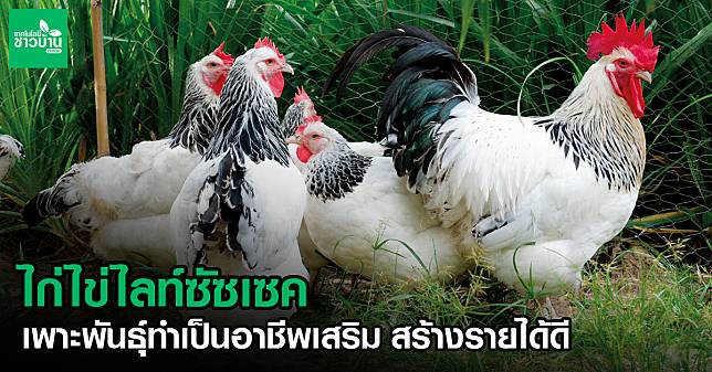 เพาะธุ์ไก่ไข่