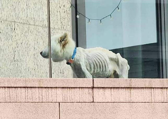 有市民近日發現九肚山駿嶺薈一個單位的花園，有一隻瘦骨嶙峋的西摩犬(網上圖片)
