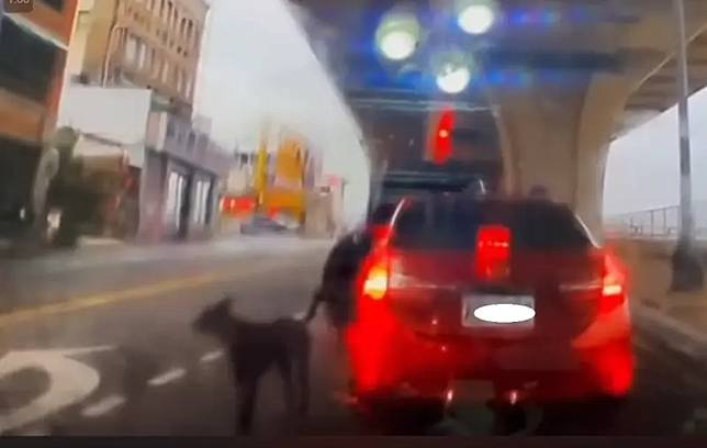 遭狠心飼主丟包　小黑狗快車道狂追！網友拳頭硬了：棄家人遭天譴