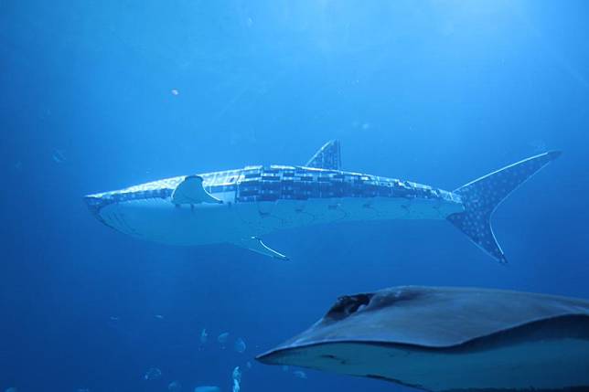 A robotic whale shark swims in a tank at Xiaomeisha Sea World in Shenzhen, south China's Guangdong Province, Sept. 22, 2024. (Xinhua)