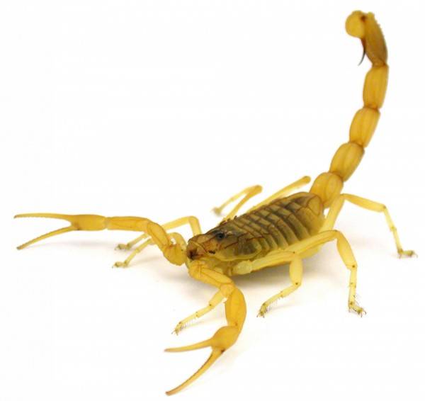 以色列金蠍(Deathstalker Scorpion)的毒液價格高昂，1公升的毒液約價值3億台幣。(法新社)