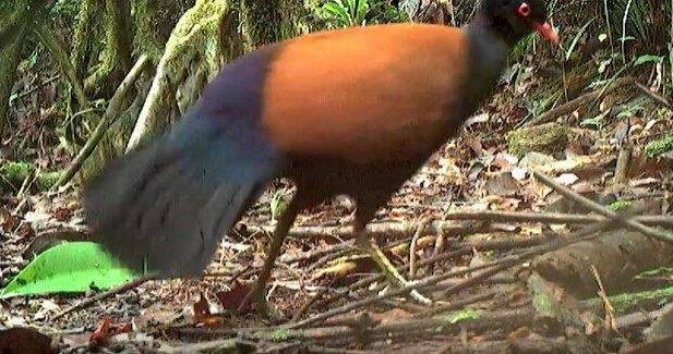 被認為已經滅絕 140 年的鳥類——黑枕雉鳩日前在巴布亞紐幾內亞的森林中再次現身。   圖 : 翻攝自環球網
