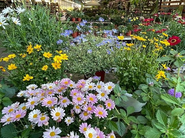 埔茂花市（圖片提供／徐秀芳）