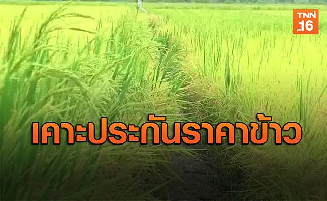 เคาะประกันราคาข้าวสูงสุดหอมมะลิ15,000ต่อตันเข้าครม.