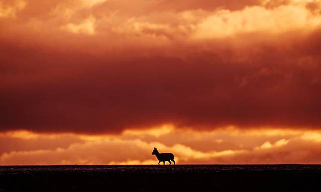 A Tibetan antelope is pictured in Changtang National Nature Reserve in southwest China's Xizang Autonomous Region, June 13, 2024. (Xinhua/Fei Maohua)