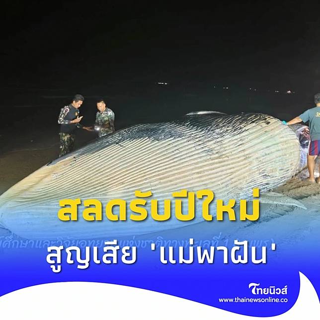 สิ้นปีสุดเศร้า แม่พาฝัน วาฬบรูด้ากลับดาวแล้ว พบเกยตื้นที่ชุมพร