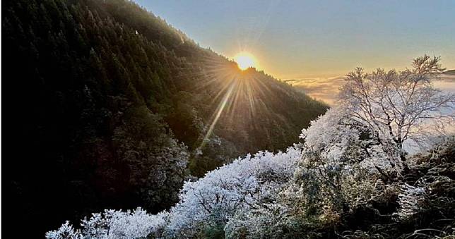 太平山今晨「-1」度！霧淞、日出絕美交映畫面曝光　民眾：好想上山！