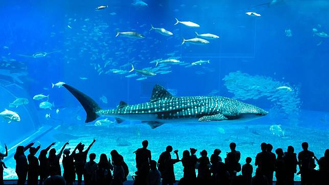 沖繩本部町的水族館。Pexels