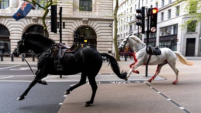 英國5軍馬受驚脫韁　倫敦街頭狂奔4人受傷送院