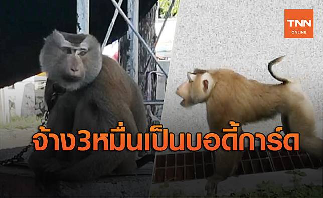 แปลกดี! จ้างลิงกังไล่ลิงแสมป่วนรื้อหลังคาศาลากลาง รับเงินเดือน 3 หมื่น