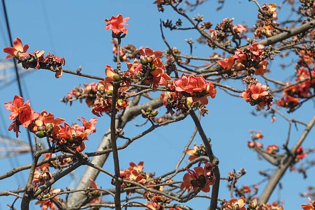 木棉花示意圖。本報資料照片