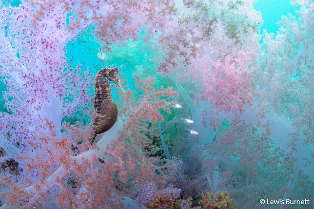 Fairyfloss by Lewis Burnett ／ AGNPOTY