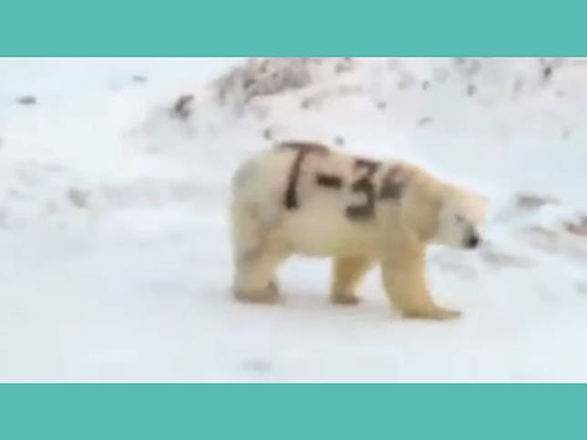 北極熊遭惡意噴上「T-34」黑字　專家憂：恐造成生存危機！