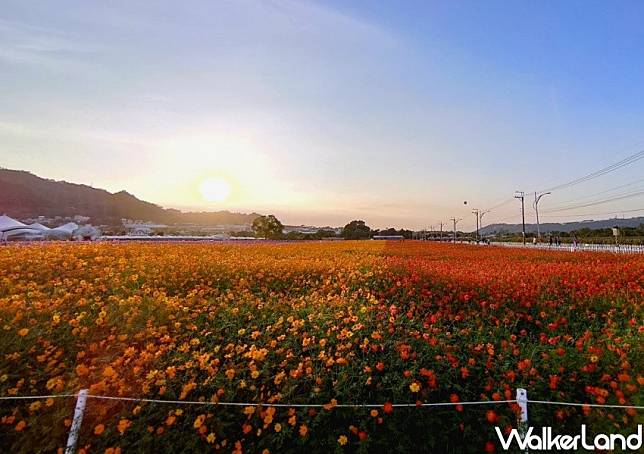 臺中國際花毯節 / WalkerLand窩客島整理提供 未經許可，不得轉載