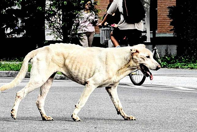 台大校園遊蕩犬。圖片來源︰台大學生莊博鈞提供