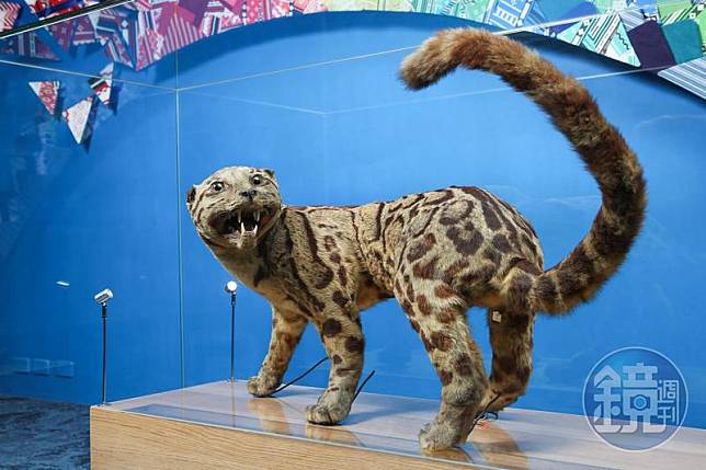 臺博館總共有7件雲豹標本，被列為一級典藏。