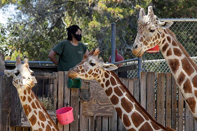 美國加州奧克蘭動物園一名戴著口罩的工作人員正在餵食園中的長頸鹿。 美聯社/達志影像